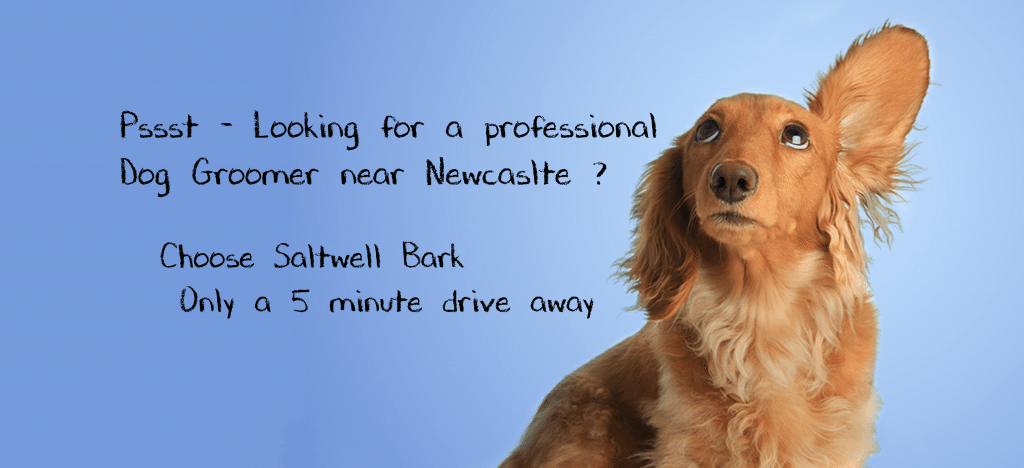 Newcastle dog Groomers - Dog grooming Newcastle